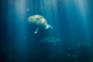cave diver Klaus Thymann photographs manatees in a flooded cave system on the Yucatán peninsula