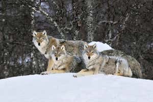 H8AYEJ Gray Wolf (Canis lupus) pack in the snow, Norway